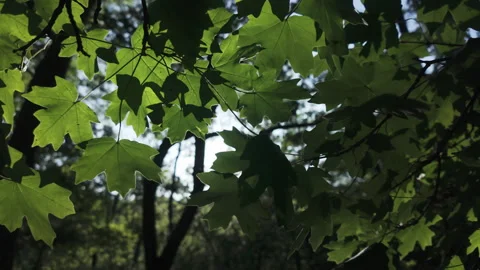 Close-up of green leaves of Maple tree in evening light, backlit by sun, Stock Footage 331972092