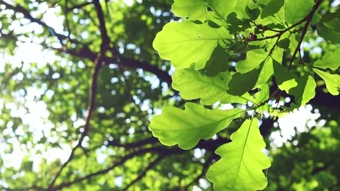 Close-up of green leaves of oak tree sway peacefully in the wind Stock Footage 295659932