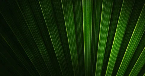 Close up of green leaves of palm tree Vídeo Stock 138688031