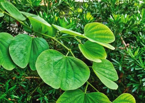 Close-up Green Leaves Pattern Stock Photos