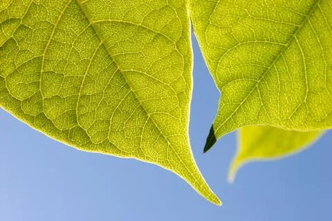 Close up of  Green Leaves Stock Photos