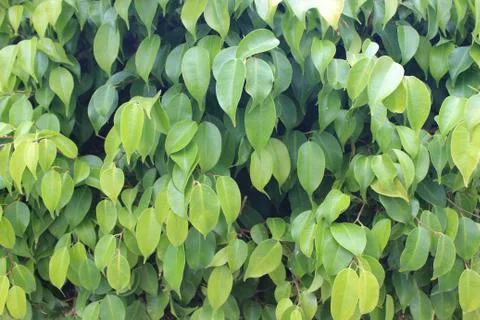 Close-up of green leaves Foto stock