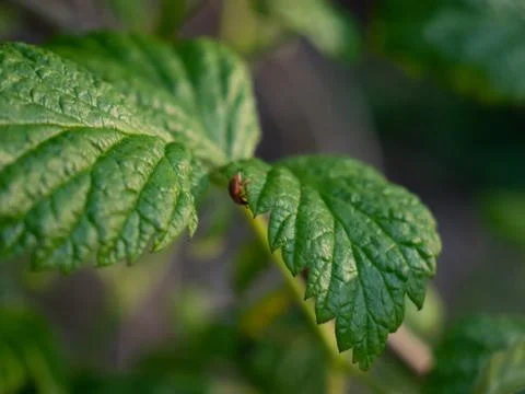 Close up of green leaves Stock Photos