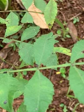 Close-up of green leaves Stock Photos