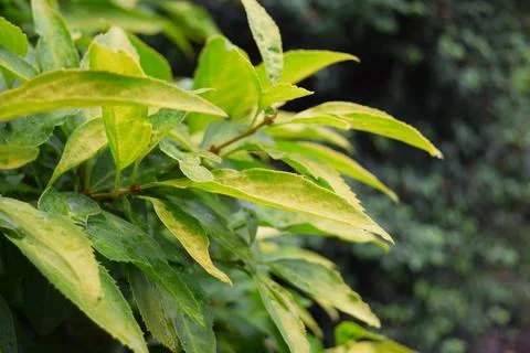 Close up of green leaves Stock Photos