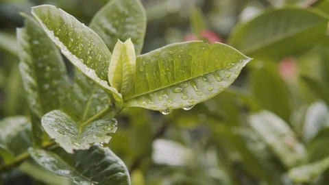 Close-up of Green leaves with raindrops Stock Footage 114802764