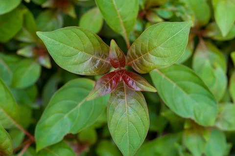 Close-up of green leaves with reddish stems Stock Photos