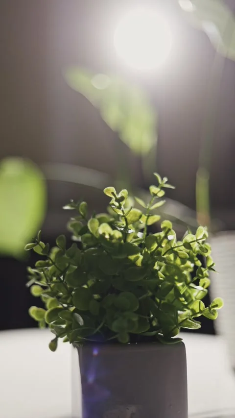 Close-up of green leaves with soft sunlight and bokeh effect, creating a serene Stock Footage 339175059