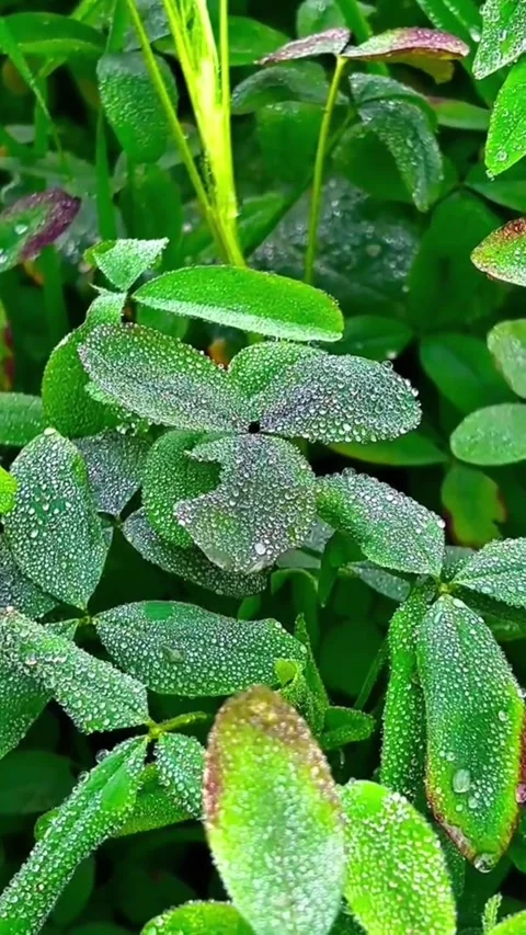 Close-up of Green Leaves with Sparkling Dew Drops in Nature Vídeos de archivo 332247501
