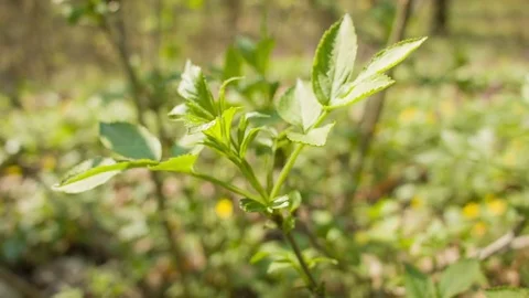 Close-up of green leaves in a spring forest Video stock 80788068