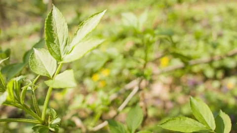 Close-up of green leaves in a spring forest Video stock 80793251