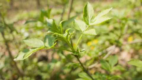 Close-up of green leaves in a spring forest Video stock 80793298