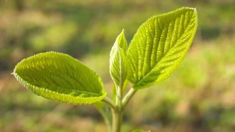 Close-up of green leaves in a spring forest Video stock 80794727