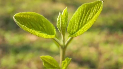 Close-up of green leaves in a spring forest 스톡 동영상 80794741