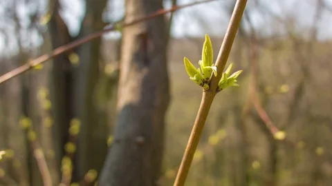 Close-up of green leaves in a spring forest Видео 80794838