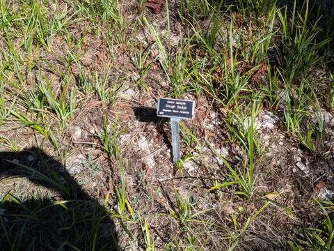 Close-up of green leaves sprouting from soil near a “Slough Sedge” Stock Photos