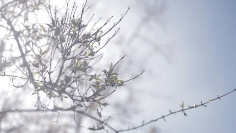 Close Up - Green leaves in sunlight Video stock 129729281