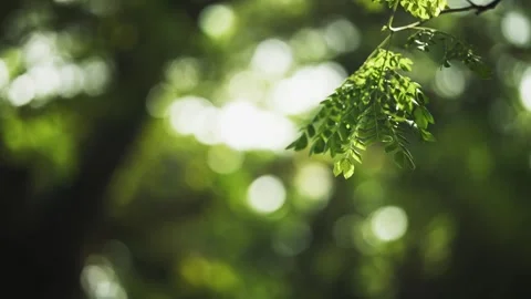Close Up of Green Leaves Swaying Stock Footage 345551199