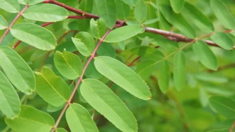 Close-up of green leaves trailing in a light wind on a sunny day. Stock Footage 136721728