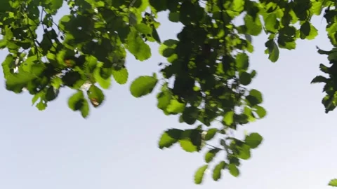 Close-up of green leaves on tree Stock Footage 336465913