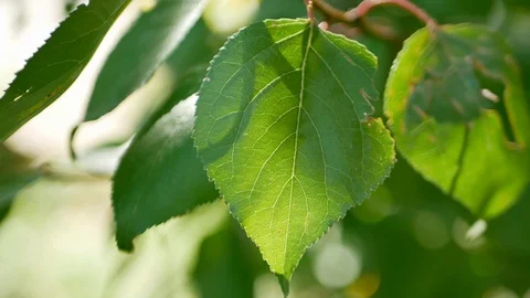 Close-up of green leaves on a tree moving by light wind blow Stock Footage 119195233