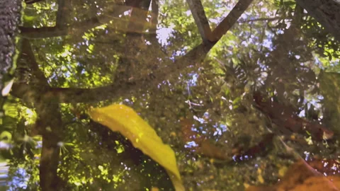 Close up green leaves tree nature 02 Stock Footage 345324318