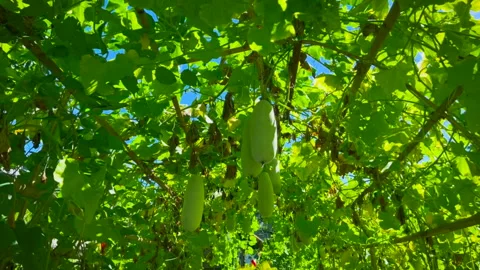Close up green leaves tree nature 10 Stock Footage 345324320