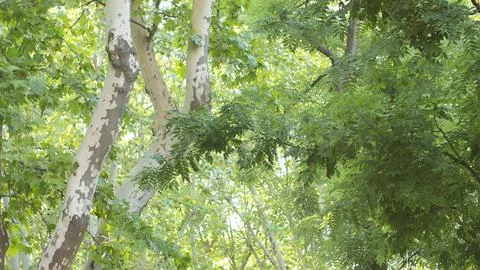 Close-up of the green leaves of a tree Stock Photos