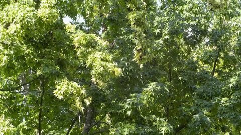 Close-up of the green leaves of a tree Foto stock