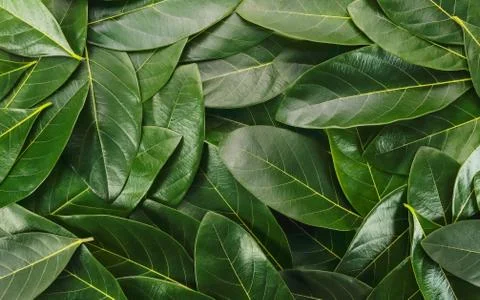 Close up green leaves using as background, flat lay and top view Stock Photos