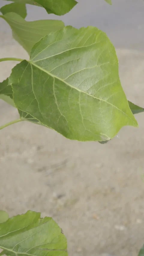 Close up green leaves video Stock Footage 337304542