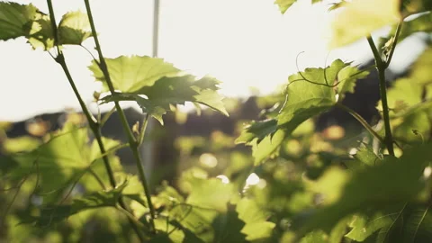 A Close Up of Green Leaves at a Vineyard Stock Footage 221213425