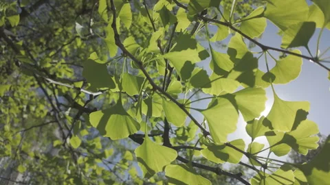 Close-up of green leaves waving in spring breeze, bright sunlight shining Stock Footage 328350784