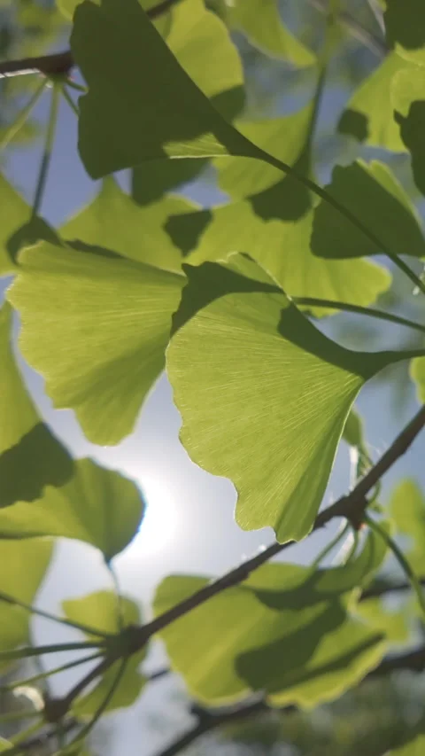 Close-up of green leaves waving in spring breeze, bright sunlight shining Stock Footage 329671309