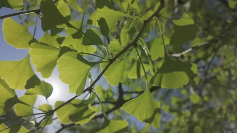 Close-up of green leaves waving in spring breeze, bright sunrays shining through Stock Footage 331572327