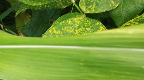 Close-Up of Green Leaves with Yellow Patterns and Plant Foliage Stock Photos
