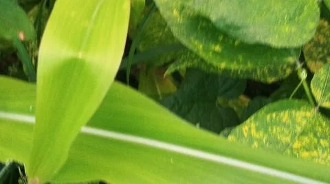 Close-Up of Green Leaves with Yellow Patterns and Plant Foliage Stock Photos