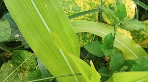 Close-Up of Green Leaves with Yellow Patterns and Plant Foliage Stock Photos