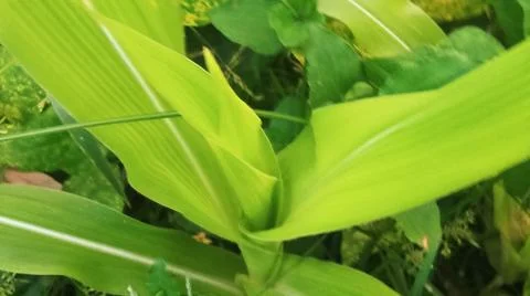 Close-Up of Green Leaves with Yellow Patterns and Plant Foliage Stock Photos