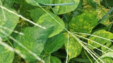 Close-Up of Green Leaves with Yellow Patterns and Plant Foliage Stock Photos