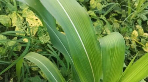 Close-Up of Green Leaves with Yellow Patterns and Plant Foliage Stock Photos