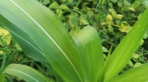 Close-Up of Green Leaves with Yellow Patterns and Plant Foliage Stock-Fotos