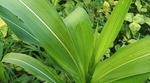Close-Up of Green Leaves with Yellow Patterns and Plant Foliage Stock Photos