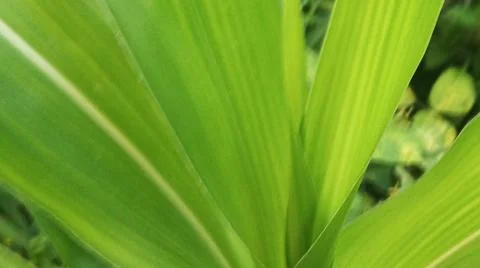 Close-Up of Green Leaves with Yellow Patterns and Plant Foliage Stock Photos