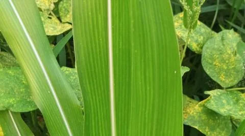 Close-Up of Green Leaves with Yellow Patterns and Plant Foliage Stock Photos