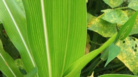 Close-Up of Green Leaves with Yellow Patterns and Plant Foliage Stock Photos