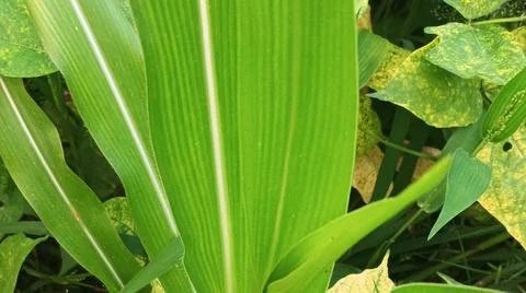 Close-Up of Green Leaves with Yellow Patterns and Plant Foliage Stock Photos