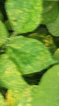 Close-Up of Green Leaves with Yellow Patterns and Plant Foliage Stock Photos