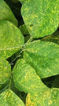 Close-Up of Green Leaves with Yellow Patterns and Plant Foliage Stock Photos