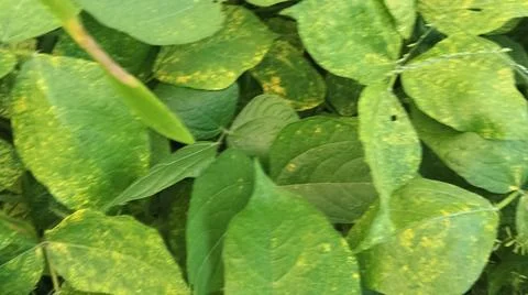 Close-Up of Green Leaves with Yellow Patterns and Plant Foliage Foto stock